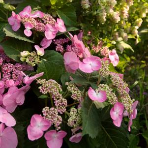 Hydrangea macrophylla 'PIIHM-I' 