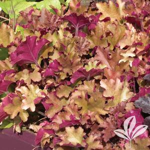 Heuchera 'Berry Marmalade' 