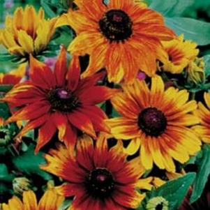 Rudbeckia 'Autumn Colors' 