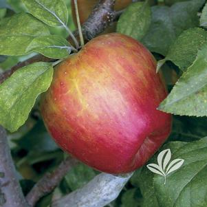 Malus 'Honeycrisp' 