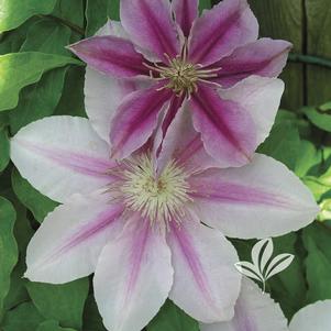 Clematis 'Bees Jubilee' 