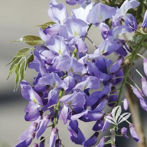 Wisteria floribunda 'Betty Tam' 
