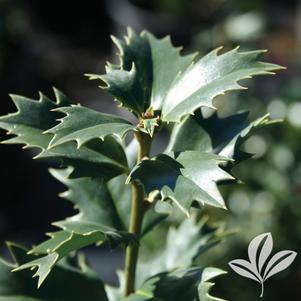 Ilex x 'Magiana' 