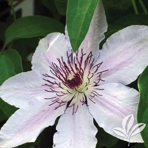 Clematis 'Miss Bateman' 