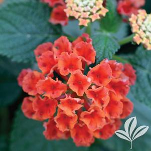 Bandana Cherry Lantana (Lantana camara 'Bante Cheria') in