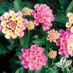 Lantana camara 'Bant Pin09' 