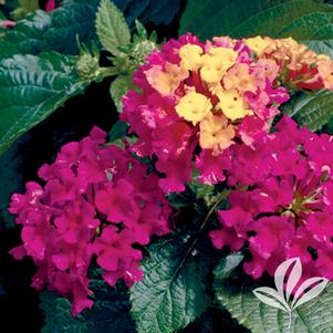 Lantana camara 'Bante Cheria' 