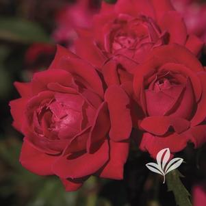 Rosa 'Radtko' 