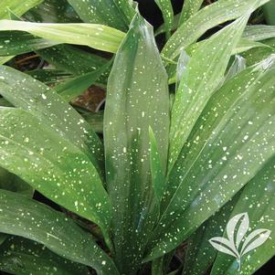 Aspidistra elatior 'Milky Way' 