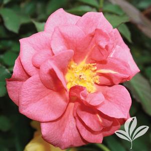 Rosa 'WEKcobeju' 