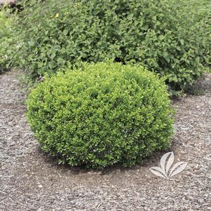 Buxus sinica var. 'insularis' 