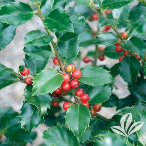 Ilex x meserveae 'Blue Princess' 