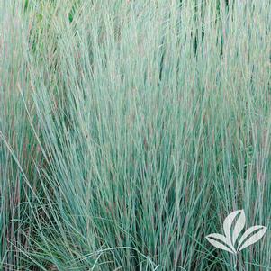 Schizachyrium scoparium 'Prairie Blues' 