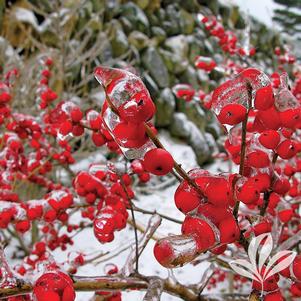 Ilex verticillata 'Red Sprite' 