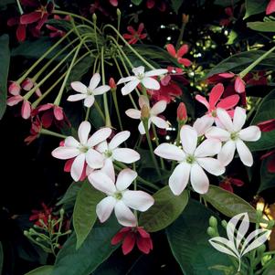 Quisqualis indica 