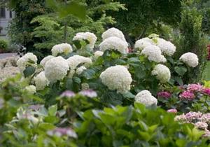 Hydrangea arborescens 'Abetwo' 