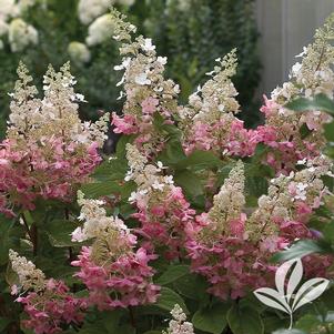 Hydrangea paniculata 'DVPpinky' 