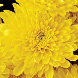 Chrysanthemum 'Okra' 