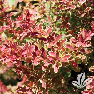 Berberis thunbergii 'Admiration' 