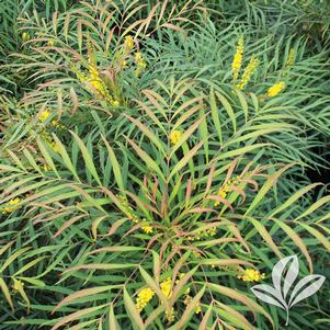 Mahonia eurybracteata 'Soft Caress' 