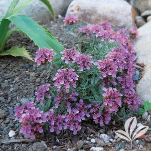 Teucrium aroanium 