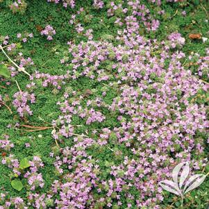 Thymus 'Pink Chintz' 