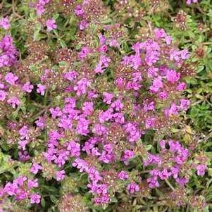 Thymus 'Reiter' 