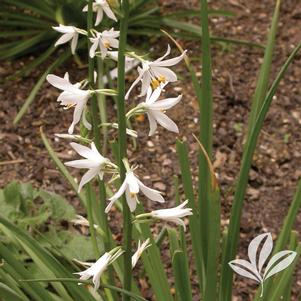 Anthericum liliago 