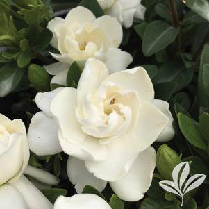 Gardenia augusta 'Crown Jewel' 