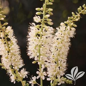 Clethra alnifolia 'Caleb' 