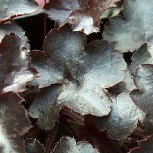 Heuchera x 'Blackout' 