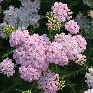 Achillea millefolium 'Wonderful Wampee' 