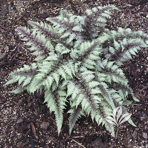 Athyrium niponicum 'Regal Red' 