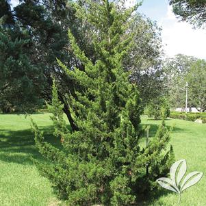 Juniperus virginiana 'Canaerti' 