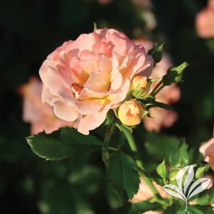 Rosa 'Meiggili' 