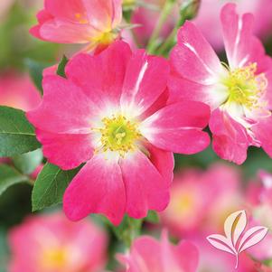 Rosa 'Meijocos' 
