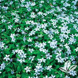 Isotoma fluviatilis 