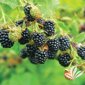 Rubus 'Ouachita' 