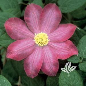 Clematis 'Kakio' 