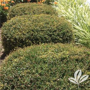 Ilex vomitoria 'Gremicr' 