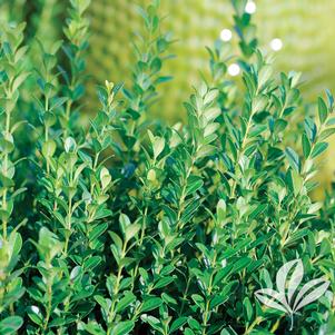 Buxus microphylla var. japonica 'Gregem' 