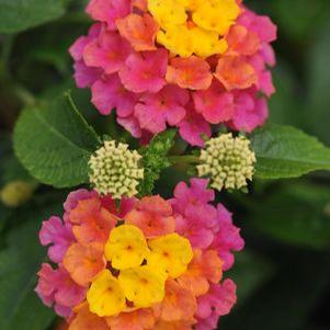 Lantana 'Balandrise' 