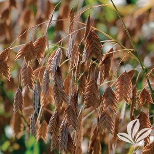 Chasmanthium latifolium 