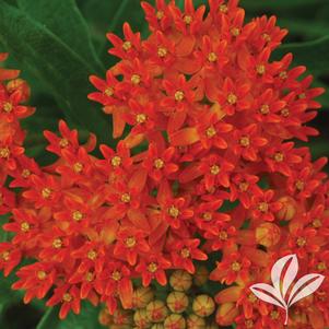 Asclepias tuberosa 