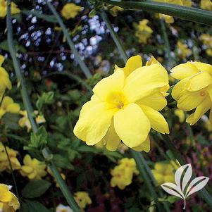 Jasminum primulinum 