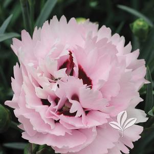 Dianthus 'Devon Yolande' 
