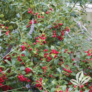 Ilex x meserveae 'Mesdob/Mesog' 