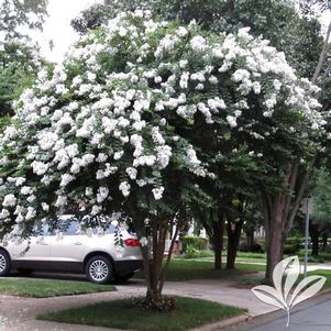 Lagerstroemia indica x fauriei 'Acoma' 