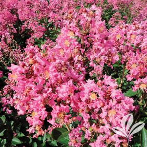 Lagerstroemia indica x fauriei 'Hopi' 