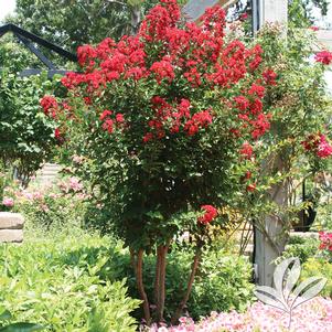 Lagerstroemia indica 'Whit IV' 